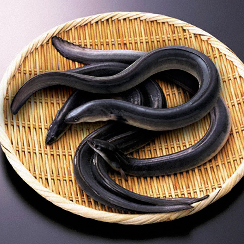 白焼き 浜名湖 うなぎ 浜松 白焼 2人前 KM15000200