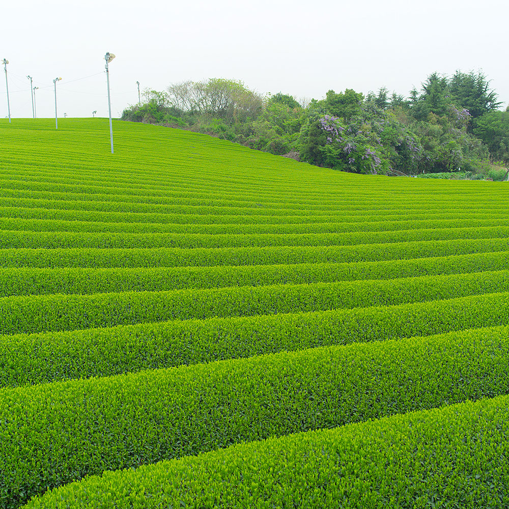 日本茶セット 煎茶詰合せ 缶2本入 直送品 KM15002900