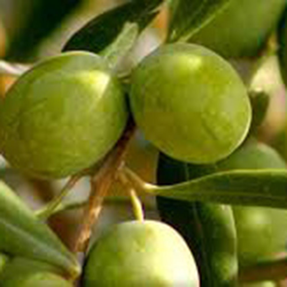 有機栽培ピクアル種 有機栽培 オリーブオイル 500ml 直送品 KM15003702